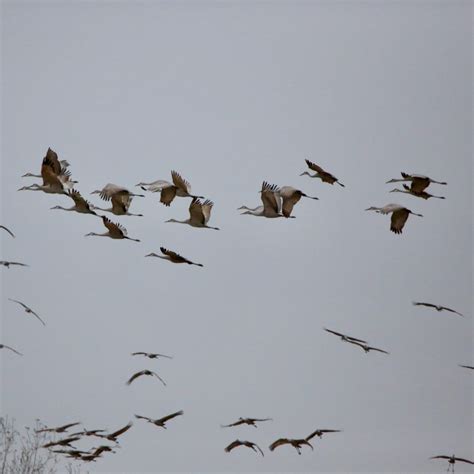 Sandhill Crane Migration - Bird Watching Academy