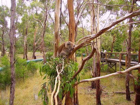 Life Move Pretty: Phillip Island Nature Park - Koala Conservation ...