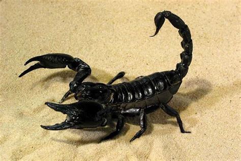 The Most Popular Scorpion Species Suitable As Pets - Shrimp and Snail ...