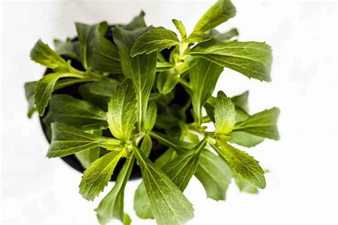 How the Stevia Plant Can Change Your Life: 10 Cool Facts