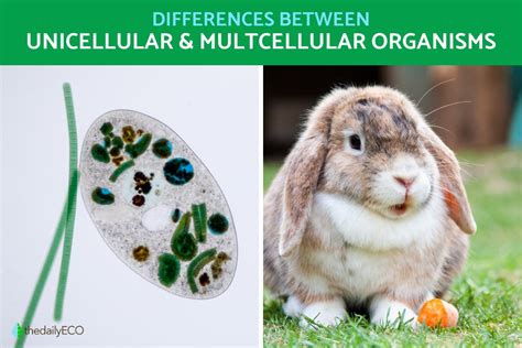 Multicellular Organisms Examples