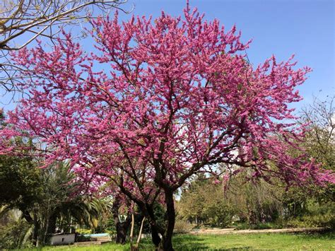 Cercis siliquastrum | Judas Tree - Leafland Limited | Best Price | Buy ...