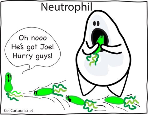 Neutrophil – Cell Cartoons