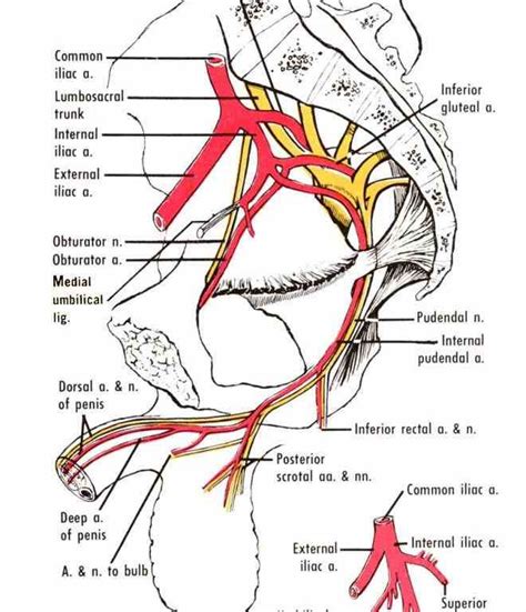 a Anatomy Of Internal Iliac Artery useful mnemonic to remember the ...