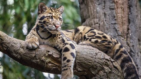 Nebelparder: Die Katze mit säbelähnlichen Zähnen, die kopfüber in ...