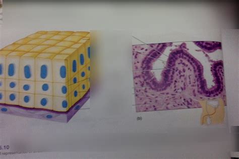 Stratified columnar epithelium Diagram | Quizlet