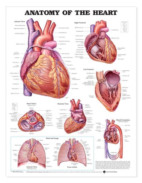 Anatomy Of The Heart Anatomical Chart - 2nd Edition | Heart anatomy ...