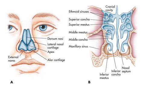 Diagram Of Nose With Label