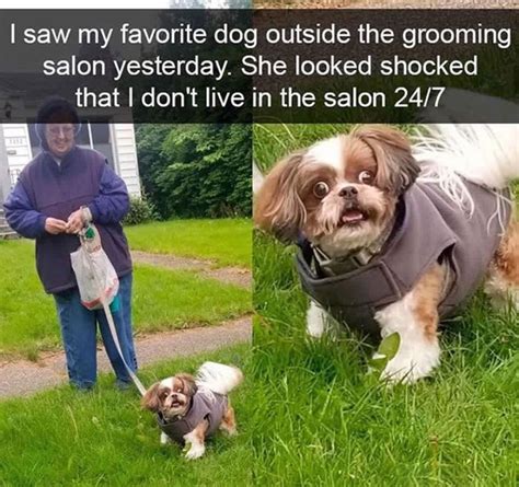 40 Truthful Memes About What It’s Like To Have A Dog | Bored Panda