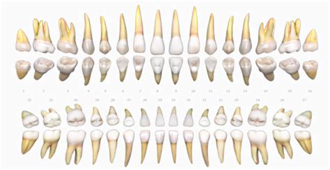 Meet the Odontogram Your Dental Practice Needs | Curve Dental