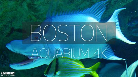 New England Aquarium Wedding Boston Picture Boston Informer - Aquarium ...