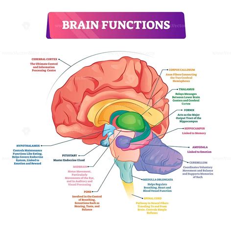 Partes Cerebro Funciones Brain Parts And Functions Brain Models ...