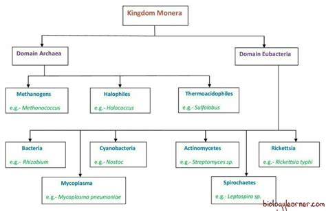 Kingdom Monera Classification Chart