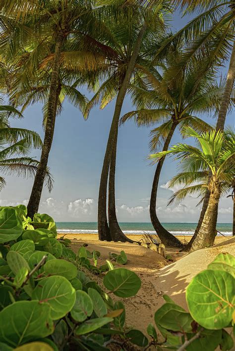 Puerto Rico Beach and Palm Trees Photograph by Jorge Moro - Fine Art ...