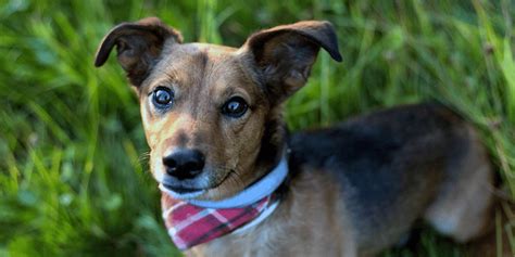 Do Terrier Mixes Make Good Pets