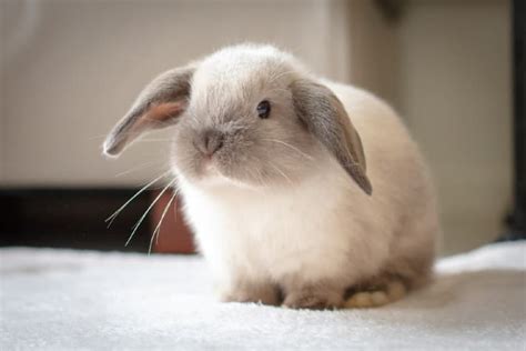 Mini Lop Rabbits | Animal World