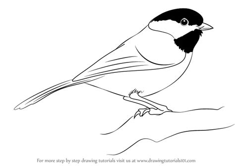 Learn How to Draw a Black-Capped Chickadee (Birds) Step by Step ...