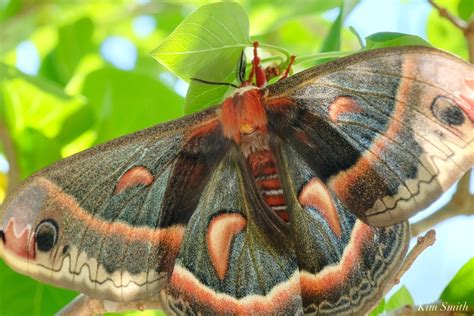 NORTH AMERICA’S STUNNING AND LARGEST MOTH THE CECROPIA AND WHY THESE ...