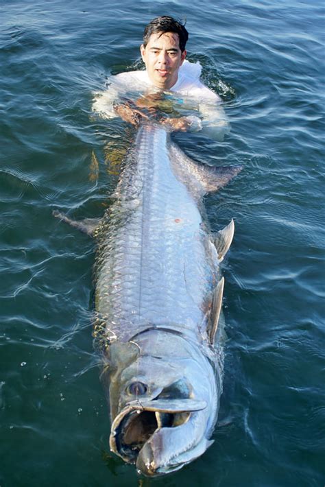 How to Catch Tarpon - Tips for Fishing for Tarpon