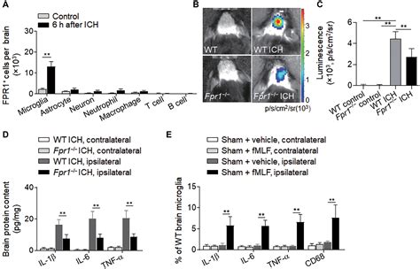 Formyl peptide receptor 1 signaling potentiates inflammatory brain ...