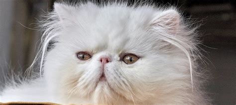 Persian Cats: Facts, Personality, and Breed Guide