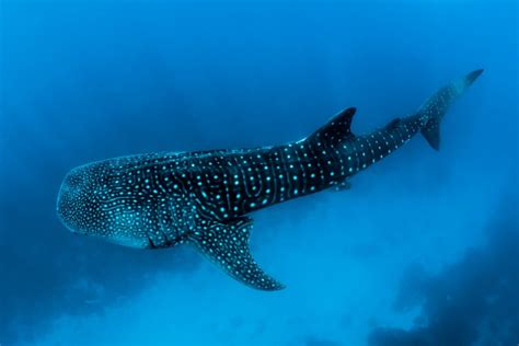 Swimming with Whale Sharks in The Philippines - Oslob and Donsol ...