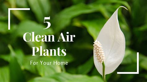 5 Clean Air Plants You Need Now | Garden Goods Direct