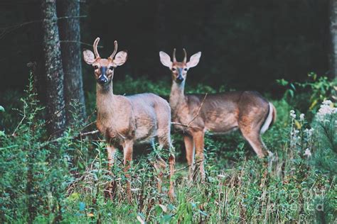 Deer Wildlife - Appalachian Mountains Photograph by John Knipp - Pixels