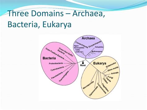 Archaea Structure Characteristics Domain Sciencing