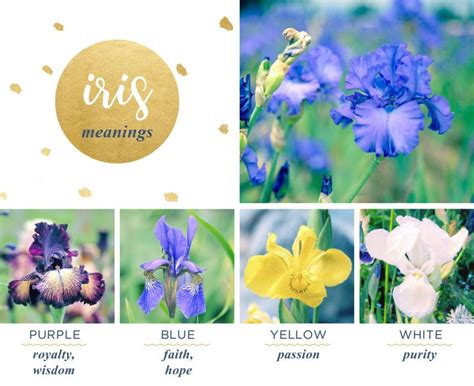 Iris Meaning and Symbolism - FTD.com Church Wedding Flowers, Tropical ...