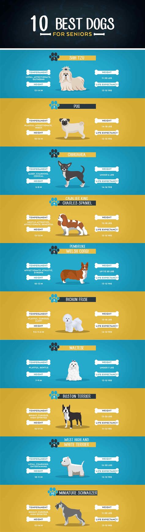 17 Best Dogs for Seniors (With Comparison Chart)