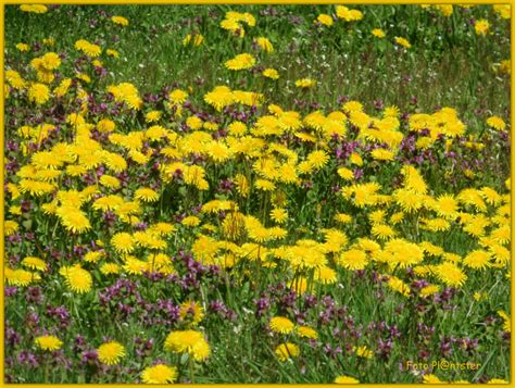 Stralende lentedag | Groene Vingers