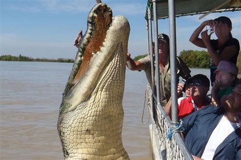 Fascinating Facts About The Australian Saltwater Crocodile ...