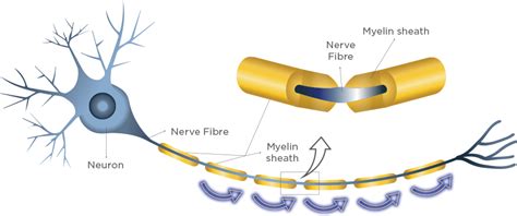 Sphingomyelin in Milk for Brain Growth | Wyeth Nutrition SG