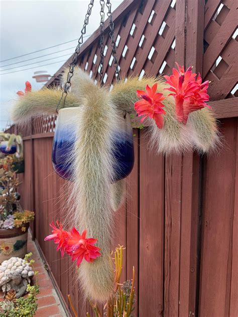 Monkey Tail Cactus Flower Plants Garden Planting 25 Seeds | Etsy