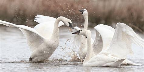 Swan Song: 5 fun facts about these majestic creatures - The National ...