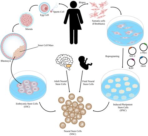 Frontiers | Successes and Hurdles in Stem Cells Application and ...