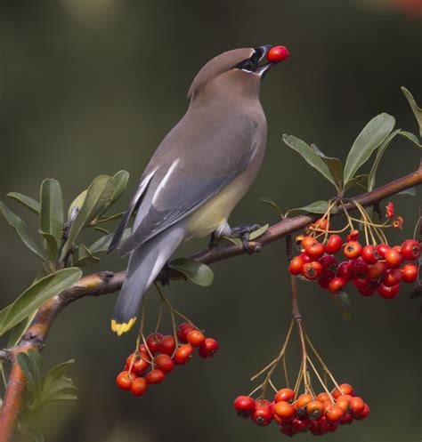 Cedar Waxwings | San Diego Bird Spot