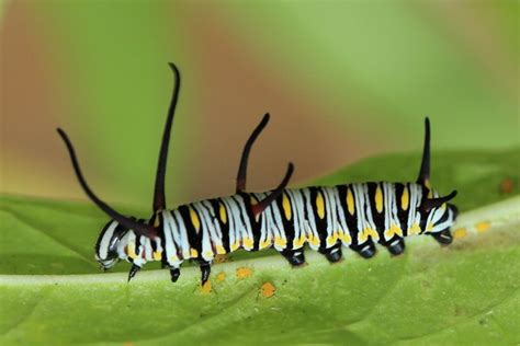 Pretty Queen Butterfly Caterpillar | Flickr - Photo Sharing!