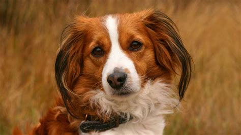 Kooikerhondje - Price, Temperament, Life span