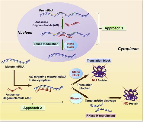 Antisense Oligonucleotides Targeting Angiogenic Factors as Potential ...