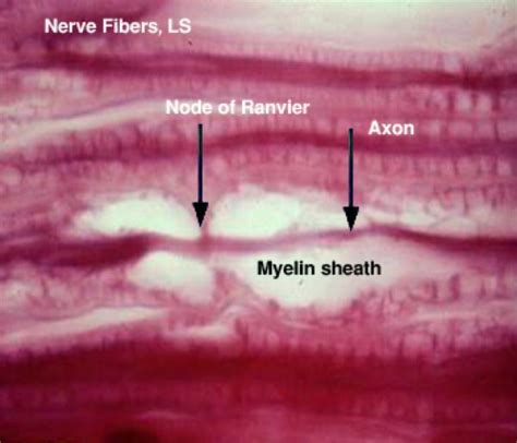 Peripheral Nerve Histology Nodes Of Ranvier