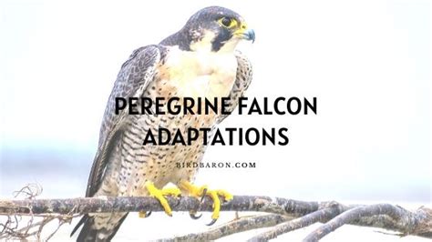 Peregrine Falcon Adaptations - How do They Survive? - Bird Baron