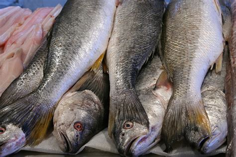 corvina - sea bass | not the (in)famous Chilean sea bass - (… | Flickr