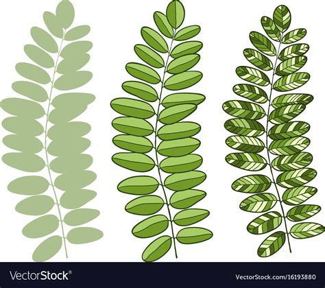 Green acacia leaves isolated for interior design Vector Image