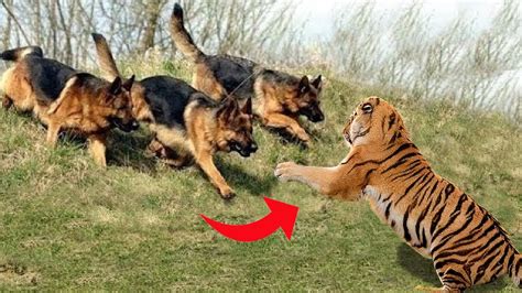 3 Biggest Dog Vs Tiger Who Will Win! Animal Battle! - YouTube