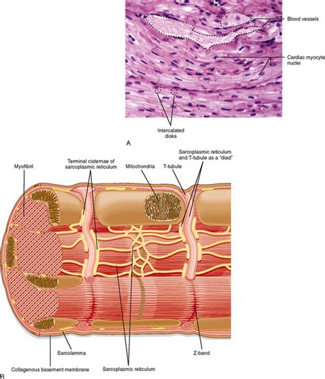 Cardiac Muscle Cell Diagram Labeled