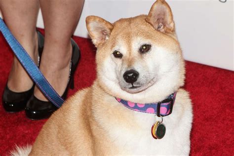 Shiba Inu That Inspired 'Doge' Meme Severely Ill, Says Owner