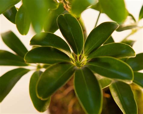 Dwarf Schefflera Plain - Flower Leis