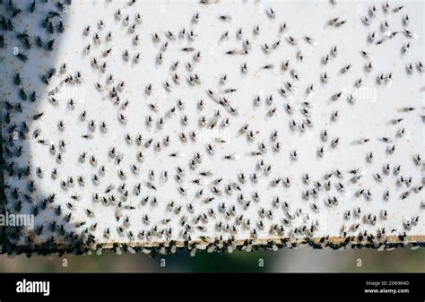 A swarm of flying ants gather on a white background Stock Photo - Alamy